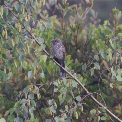 Anthochaera chrysoptera (Little Wattlebird) at Devonport, TAS - 6 Nov 2024 by LyndalT