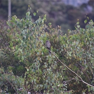 Anthochaera chrysoptera at Devonport, TAS - 6 Nov 2024