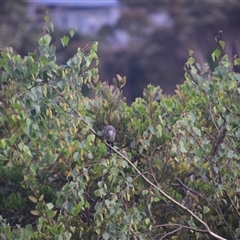 Anthochaera chrysoptera at Devonport, TAS - 6 Nov 2024