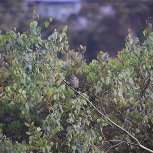 Anthochaera chrysoptera at Devonport, TAS - 6 Nov 2024