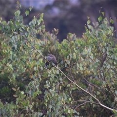 Anthochaera chrysoptera at Devonport, TAS - 6 Nov 2024