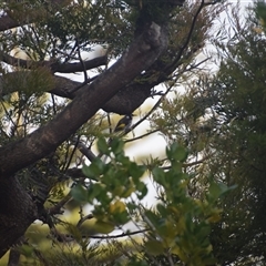 Phylidonyris novaehollandiae (New Holland Honeyeater) at Devonport, TAS - 6 Nov 2024 by LyndalT