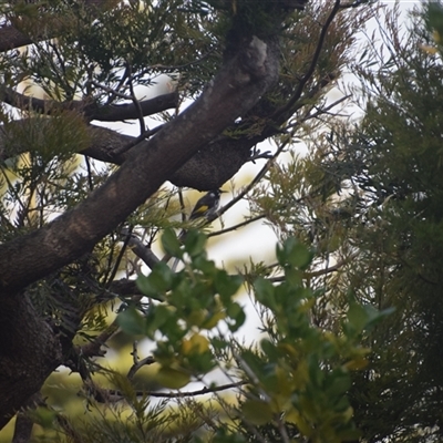 Phylidonyris novaehollandiae (New Holland Honeyeater) at Devonport, TAS - 5 Nov 2024 by LyndalT