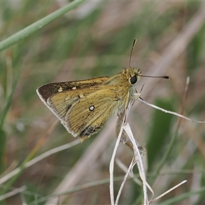 Trapezites luteus at Rendezvous Creek, ACT - 11 Nov 2024