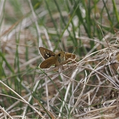 Trapezites luteus at Rendezvous Creek, ACT - 11 Nov 2024