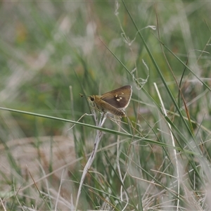 Trapezites luteus at Rendezvous Creek, ACT - 11 Nov 2024 03:02 PM