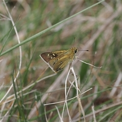 Trapezites luteus at Rendezvous Creek, ACT - 11 Nov 2024 03:02 PM