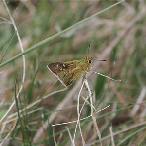 Trapezites luteus at Rendezvous Creek, ACT - 11 Nov 2024