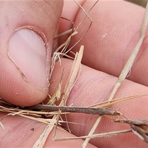 Acrida conica at Sutton, NSW - suppressed