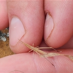 Acrida conica at Sutton, NSW - suppressed