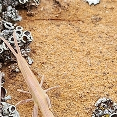 Acrida conica at Sutton, NSW - 11 Nov 2024