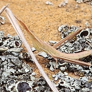 Acrida conica at Sutton, NSW - 11 Nov 2024