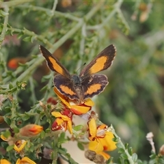 Paralucia aurifera (Bright Copper) at Rendezvous Creek, ACT - 11 Nov 2024 by RAllen