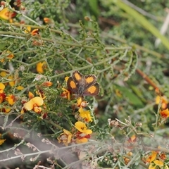 Paralucia aurifera at Rendezvous Creek, ACT - 11 Nov 2024