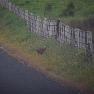 Oryctolagus cuniculus (European Rabbit) at Frankford, TAS - 6 Nov 2024 by LyndalT