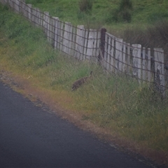 Oryctolagus cuniculus at Frankford, TAS - 6 Nov 2024 09:52 AM