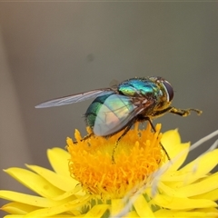 Unidentified Bristle Fly (Tachinidae) at Deakin, ACT - 11 Nov 2024 by LisaH