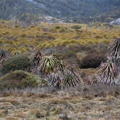 Richea pandanifolia at Cradle Mountain, TAS - 6 Nov 2024 by LyndalT