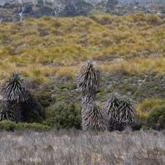 Richea pandanifolia at Cradle Mountain, TAS - 6 Nov 2024