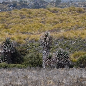 Richea pandanifolia at Cradle Mountain, TAS - 6 Nov 2024