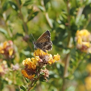 Neolucia agricola at Rendezvous Creek, ACT - 11 Nov 2024 03:47 PM