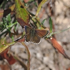 Neolucia agricola at Rendezvous Creek, ACT - 11 Nov 2024 03:47 PM