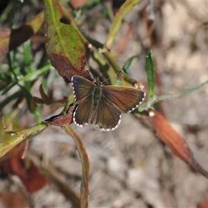 Neolucia agricola at Rendezvous Creek, ACT - 11 Nov 2024 03:47 PM