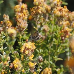 Neolucia agricola at Rendezvous Creek, ACT - 11 Nov 2024 03:47 PM