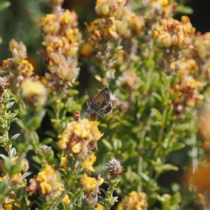 Neolucia agricola at Rendezvous Creek, ACT - 11 Nov 2024