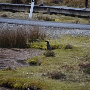 Strepera fuliginosa at Cradle Mountain, TAS - 6 Nov 2024 01:55 PM