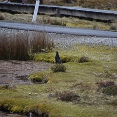 Strepera fuliginosa at Cradle Mountain, TAS - 6 Nov 2024 01:55 PM