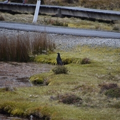 Strepera fuliginosa at Cradle Mountain, TAS - 6 Nov 2024