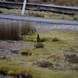 Strepera fuliginosa at Cradle Mountain, TAS - 6 Nov 2024 01:55 PM