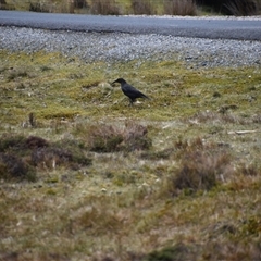 Strepera fuliginosa at Cradle Mountain, TAS - 6 Nov 2024