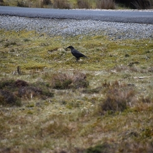 Strepera fuliginosa at Cradle Mountain, TAS - 6 Nov 2024 01:55 PM