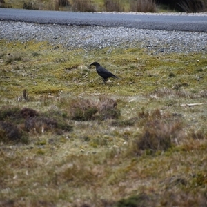 Strepera fuliginosa at Cradle Mountain, TAS - 6 Nov 2024