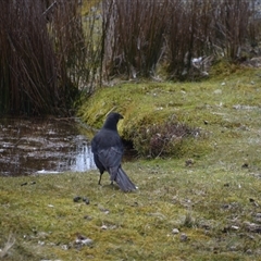 Strepera fuliginosa at Cradle Mountain, TAS - 6 Nov 2024 01:55 PM