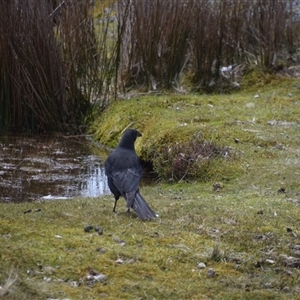 Strepera fuliginosa at Cradle Mountain, TAS - 6 Nov 2024 01:55 PM