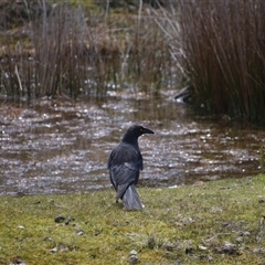 Strepera fuliginosa at Cradle Mountain, TAS - 6 Nov 2024 01:55 PM