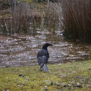 Strepera fuliginosa at Cradle Mountain, TAS - 6 Nov 2024