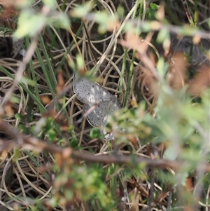 Taxeotis intermixtaria at Rendezvous Creek, ACT - 11 Nov 2024