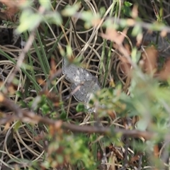 Taxeotis intermixtaria at Rendezvous Creek, ACT - 11 Nov 2024 03:54 PM