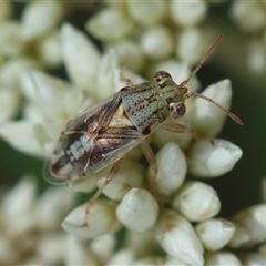 Germalus victoriae (A seed bug) at Hughes, ACT - 12 Nov 2024 by LisaH