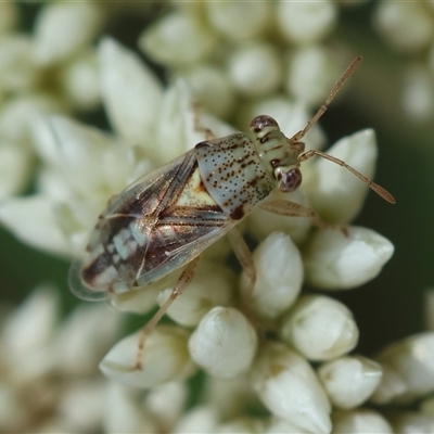 Unidentified Shield, Stink or Jewel Bug (Pentatomoidea) at Hughes, ACT - 12 Nov 2024 by LisaH