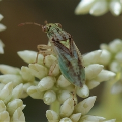 Germalus victoriae at Hughes, ACT - 12 Nov 2024