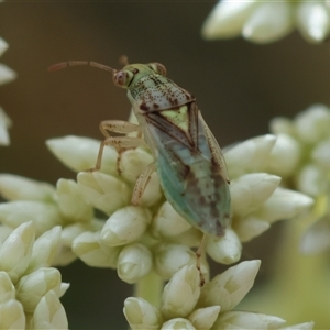 Germalus victoriae at Hughes, ACT - 12 Nov 2024 11:02 AM