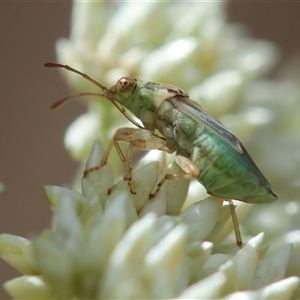 Germalus victoriae at Hughes, ACT - 12 Nov 2024 11:02 AM