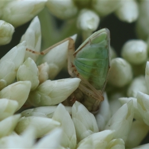 Germalus victoriae at Hughes, ACT - 12 Nov 2024