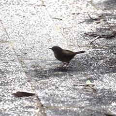 Sericornis humilis (Tasmanian Scrubwren) at Cradle Mountain, TAS - 6 Nov 2024 by LyndalT