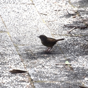 Sericornis humilis (Tasmanian Scrubwren) at Cradle Mountain, TAS by LyndalT